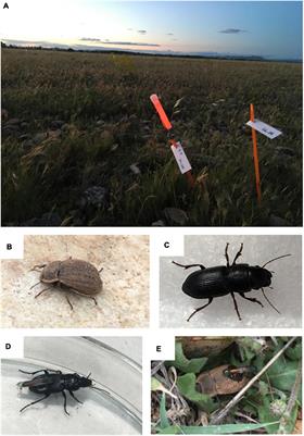 Potential of RFID telemetry for monitoring ground-dwelling beetle movements: A Mediterranean dry grassland study